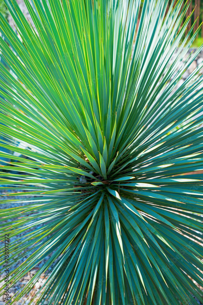 Obraz premium middle of a palm tree