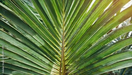 abstract green palm leaf texture nature background tropical leaf