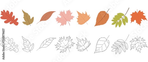 Flat illustration. Set of icons of autumn leaves and in color. Autumn leaves isolated on white background. Set of icons...