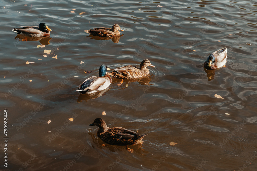 Ducks on the lake in the park. Park in the fall. Autumn trees. Wild ducks are reflected in the lake. Multi-colored bird feathers. A pond with wild ducks and drakes. A duck lake full of beautiful ducks Ducks on the lake in the park. Park in the fall. Autumn trees. Wild ducks are reflected in the lake. Multi-colored bird feathers. A pond with wild ducks and drakes. A duck lake full of beautiful ducks