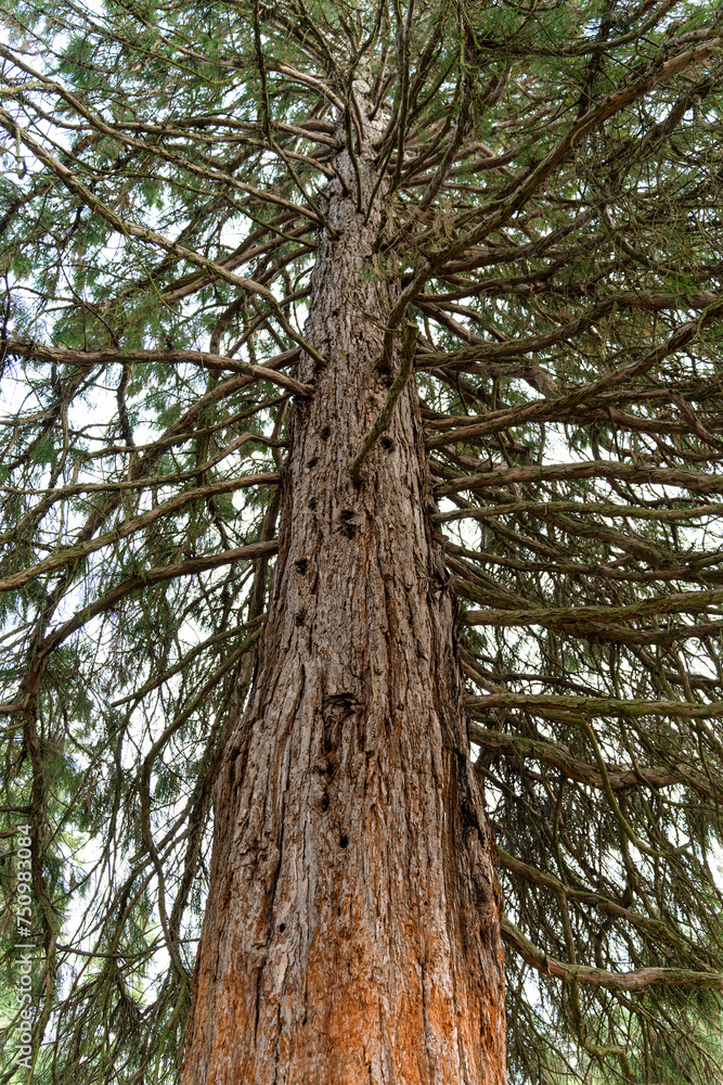 Fototapeta premium A beautiful old European pine in natural park