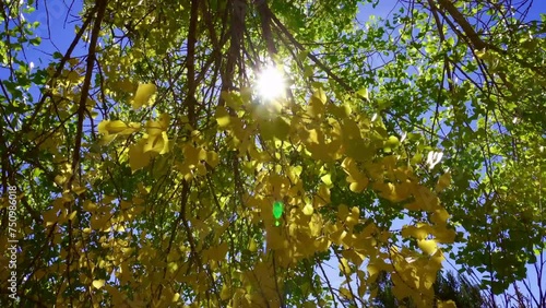 Sun glinting through golden cottonwood tree leaves in autumn. Sun flares as tree foliage blows in the fall wind.