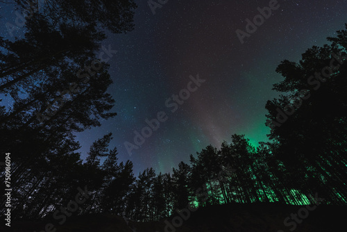 Photo wallpaper of the night forest. Trees against the background of a starry sky with northern lights.
