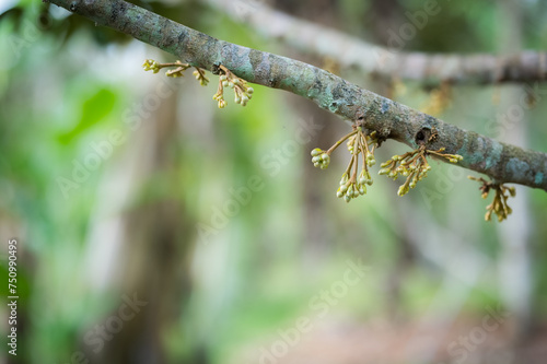 durian flower growing from emergence.,Durian flowers are growing from the branches of the durian.