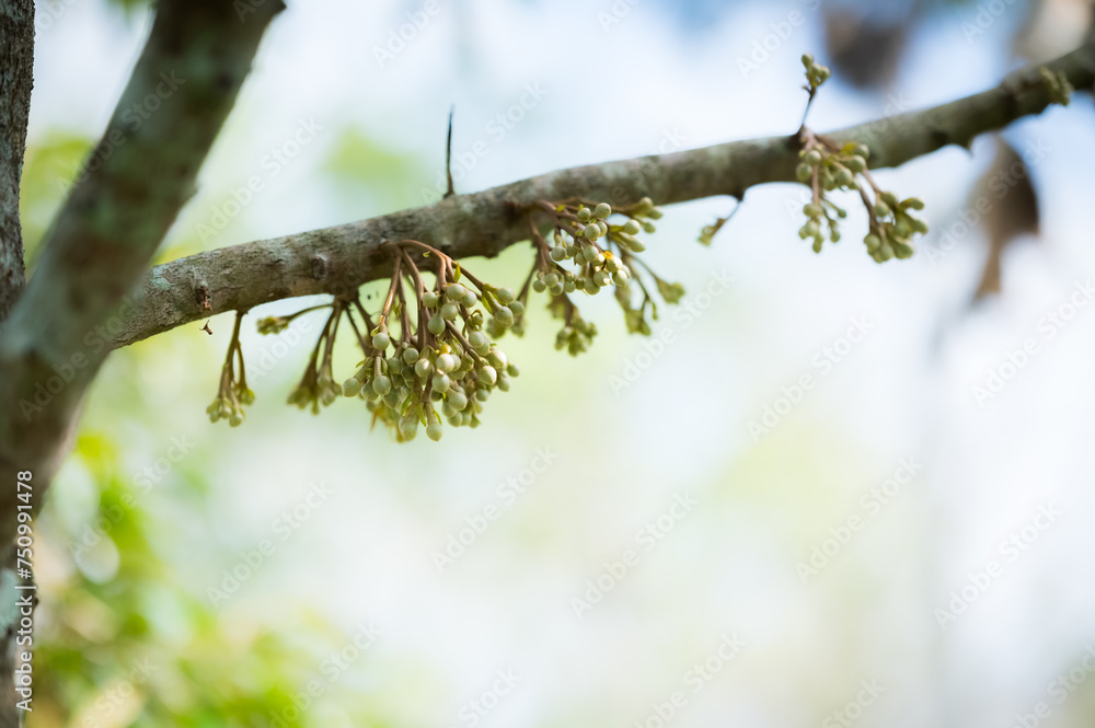 durian flower growing from emergence.,Durian flowers are growing from the branches of the durian.