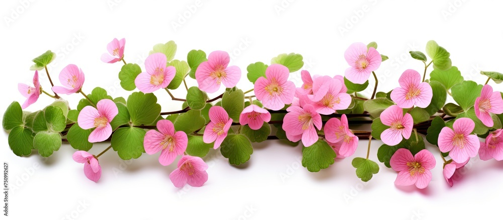 A bunch of pink watercress flowers with vibrant green leaves arranged neatly on a plain white background. The delicate petals stand out against the bright backdrop, creating a visually pleasing A bunch of pink watercress flowers with vibrant green leaves arranged neatly on a plain white background. The delicate petals stand out against the bright backdrop, creating a visually pleasing