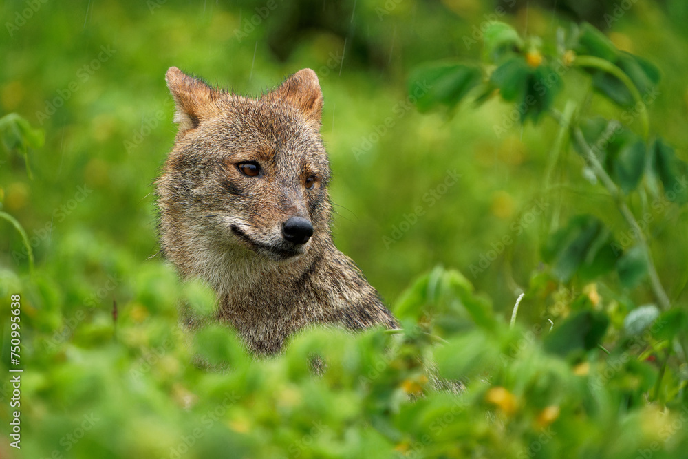 Fototapeta premium Golden Sri Lankan or Southern Indian Jackal - Canis aureus naria, subspecies of golden jackal native to southern India and Sri Lanka, wolf-like canid native to Eurasia, pale creamy yellow jacket