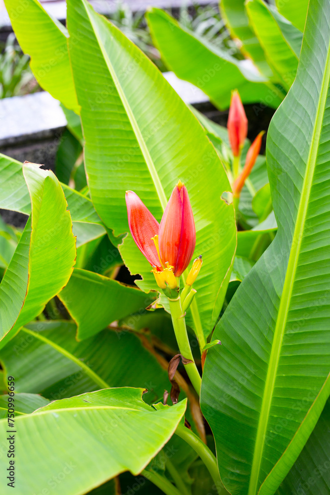 Beautiful banana red flower with green leaves Beautiful banana red flower with green leaves