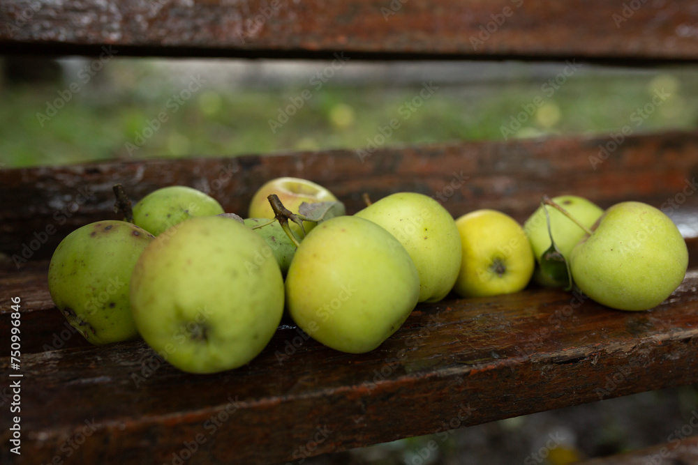 freshly picked apples on a bench. Agriculture and gardening concept. Organic ripe apples freshly picked apples on a bench. Agriculture and gardening concept. Organic ripe apples