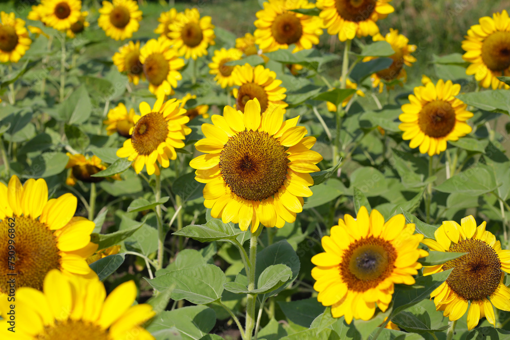 Blooming sunflower fields. Beautiful yellow flower Blooming sunflower fields. Beautiful yellow flower