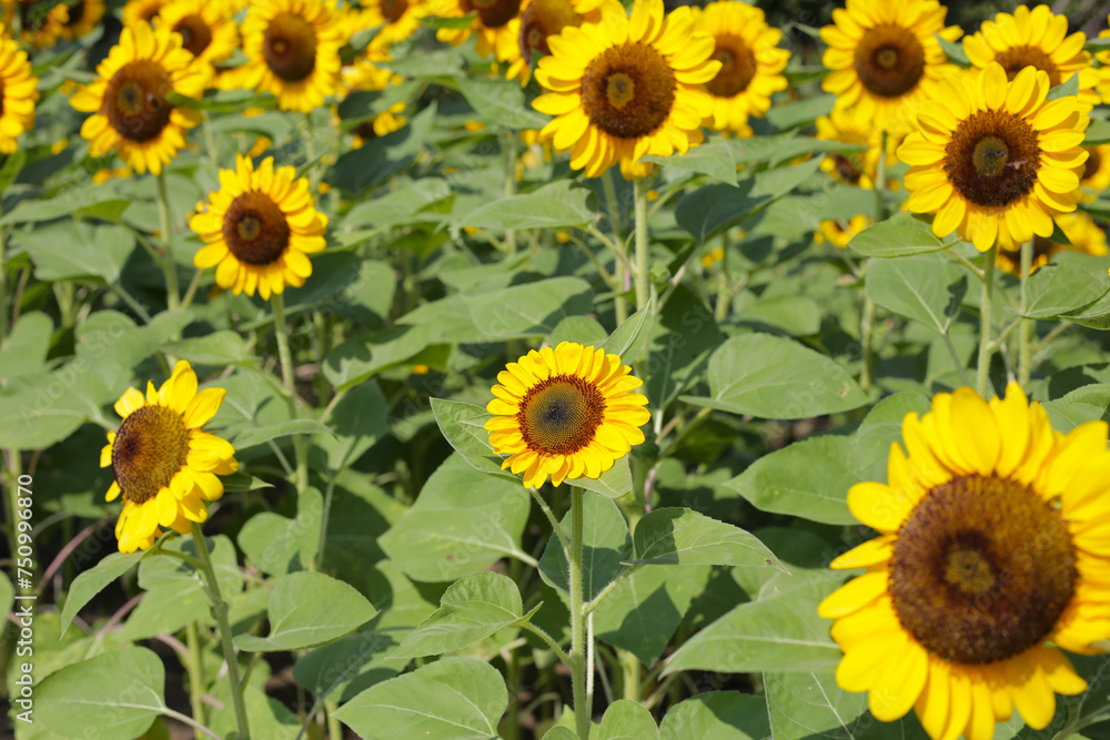 Blooming sunflower fields. Beautiful yellow flower Blooming sunflower fields. Beautiful yellow flower
