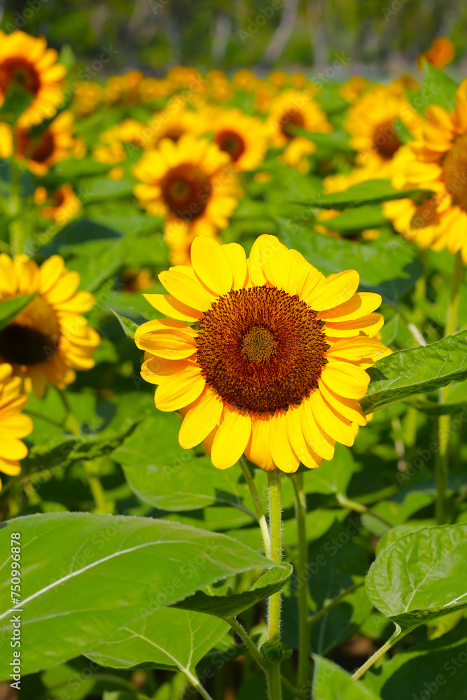 Obraz premium Blooming sunflower fields. Beautiful yellow flower