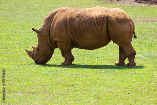 White rhinoceros, endangered species. Conservation of animals. Ceratotherium simun. photo