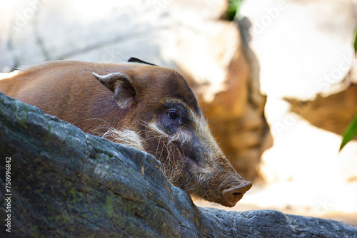 Detail of the head of Red Revier Hog or Bushpig. Potamochoerus porcus. photo