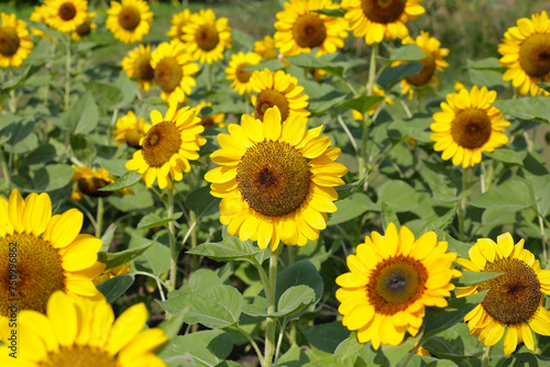 Fototapeta Naklejka Na Ścianę i Meble -  Blooming sunflower fields. Beautiful yellow flower