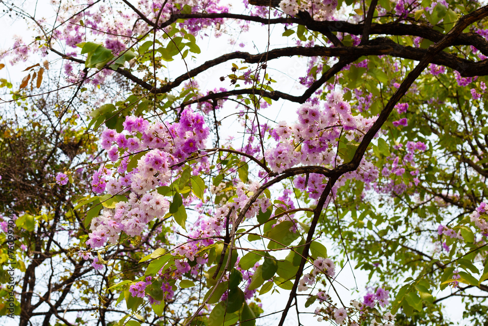 Thai bungor tree (Lagerstroemia loudonii Teijsm and Binn) Thai bungor tree (Lagerstroemia loudonii Teijsm and Binn)