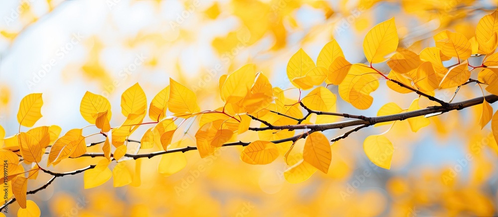 A close-up view of a branch with vibrant yellow leaves, showcasing the colors of autumn. The leaves are turning yellow as the season changes, creating a beautiful and striking image.