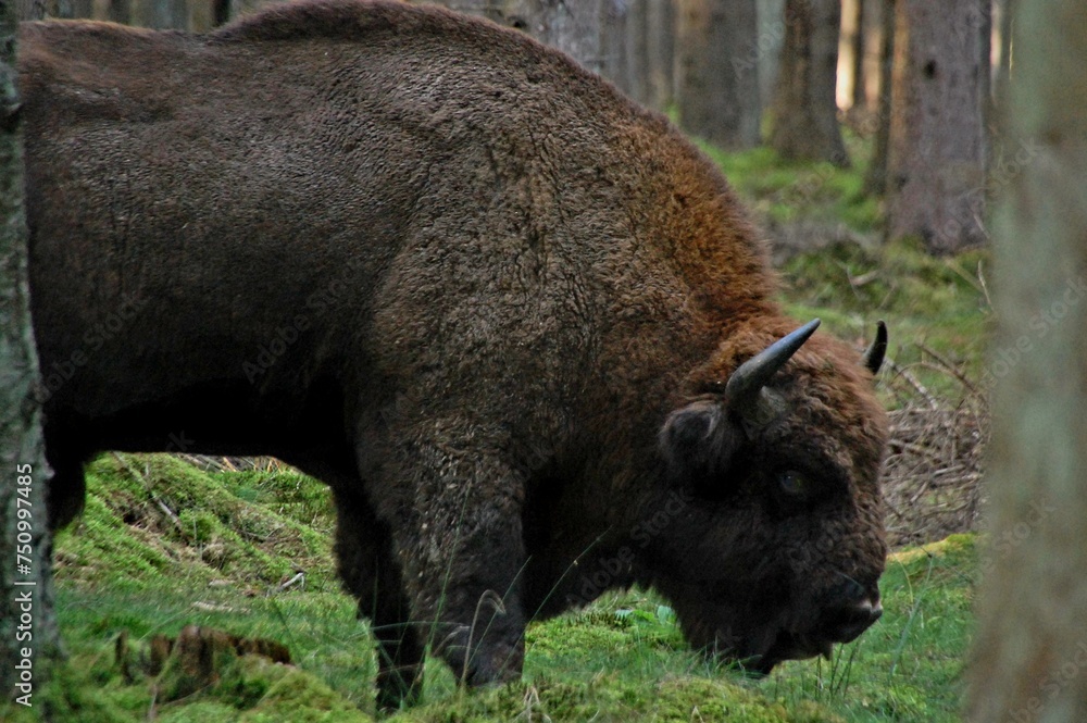 Wisentbulle im Wald Wisentbulle im Wald