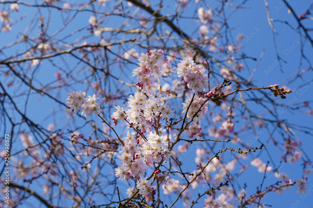 Pink blossoms of a fruit tree in the spring	