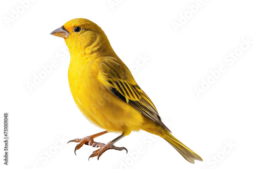 Canary perched, full body view, isolation against a pristine white background, stock photography, detailed plumage texture, focus on eyes, natural pose, soft shadow casting, high resolution