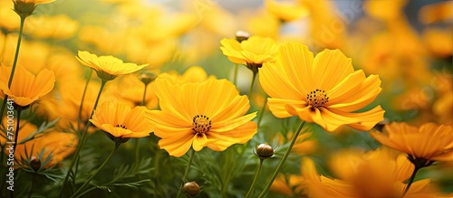 A cluster of bright yellow cosmos flowers stands out in the field, their vibrant hues contrasting with the greenery around them. The flowers sway gently in the breeze, adding a cheerful touch to the