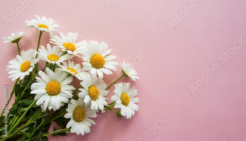 daisy bunch isolated pastel background copy space