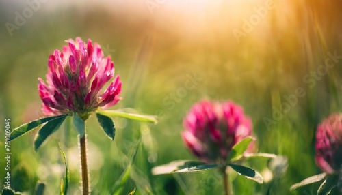 red clover flowering red wild red flower in meadow photo