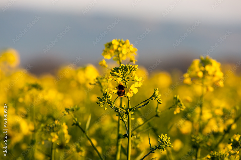 Vibrant rapeseed flowers in Sussex with a bee collecting pollen, with a shallow depth of field Vibrant rapeseed flowers in Sussex with a bee collecting pollen, with a shallow depth of field