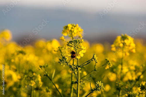 Vibrant rapeseed flowers in Sussex with a bee collecting pollen, with a shallow depth of field