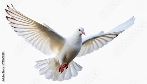 graceful white dove in flight on white background