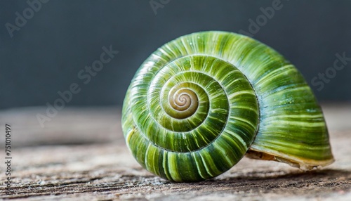 green snail shell photo