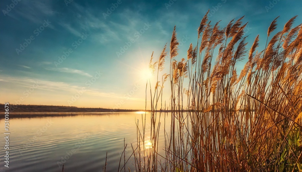 reeds on the shore of the lake at sunset abstract nature background - obrazy, fototapety, plakaty 
