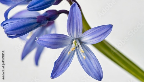 single stem of blue spanish bluebells hyacinthoides hispanica synonyms endymion hispanicus or scilla hispanica against a white background photo