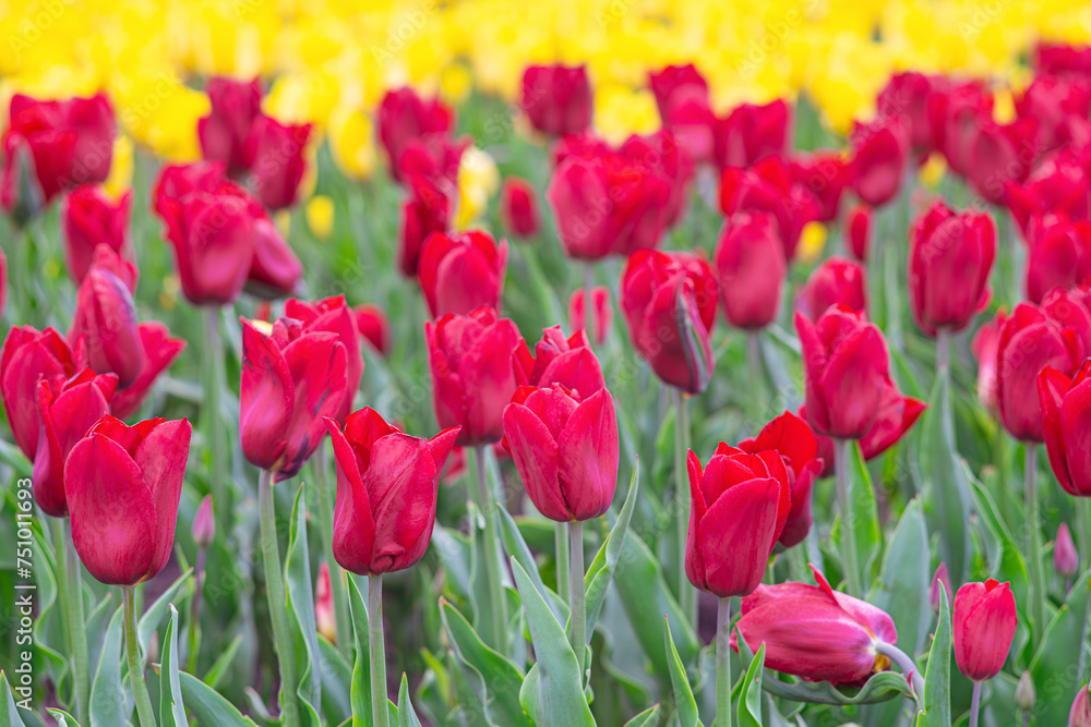 Red tulips flowers close up blooming in a meadow, park, flowerbed outdoor. World Tulip Day. Tulips field, nature, spring, floral background.