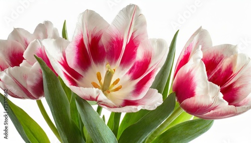 pink and white terry tulip tulipa on a white isolated background close up
