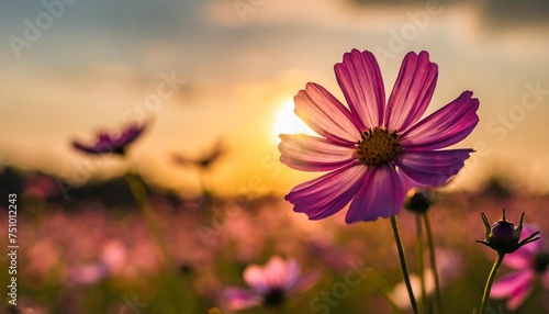 cosmos flower at sunset