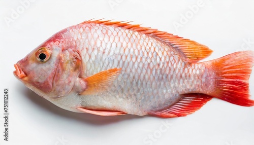 red tilapia isolated on white background