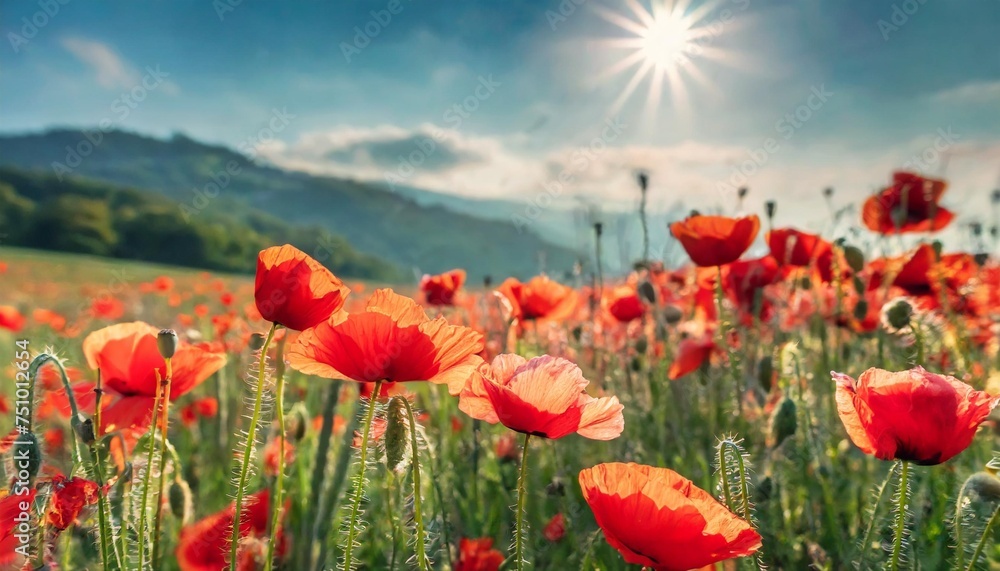 selective and soft focus on poppy flowers beautiful spring landscape