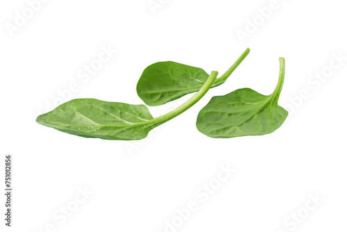 Heap of green spinach leaves isolated transparent png. Leafy vegetables. Healthy eating and vegetarian diet. Spinacia oleracea plant. 