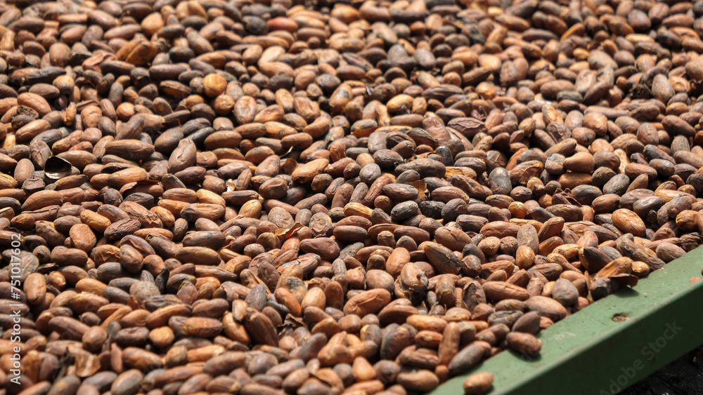 Obraz premium Costa Rica drying coffee beans - Coffee Tour La Fortuna