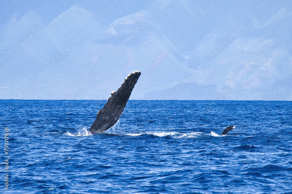 Fototapeta premium Young humpback on its side at the surface with petoral fin extended.