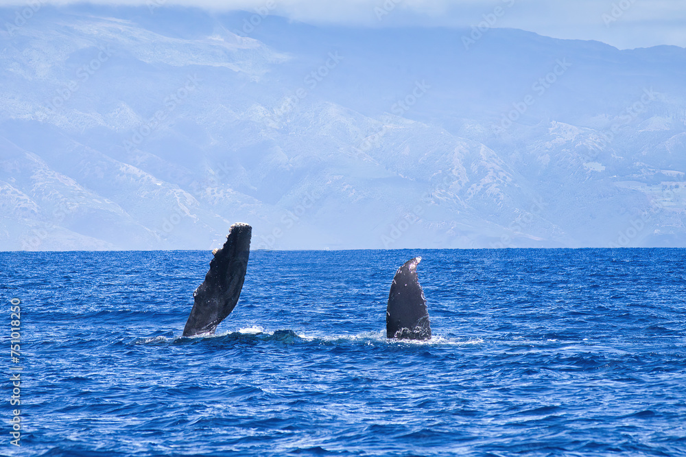 Fototapeta premium Baby humpback whale on its side with pectoral fin extednded.