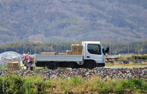 トラックに積んだ収穫した野菜 photo