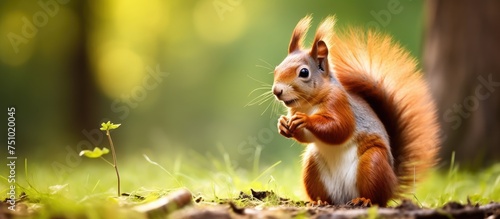 A red squirrel is standing among green grass. The squirrel is eating a nut, with a shallow depth of field in the background. © AkuAku