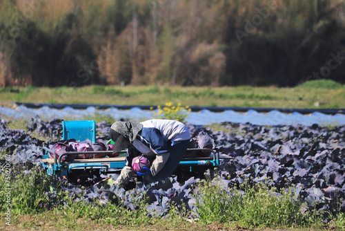 紫キャベツの収穫をする人
