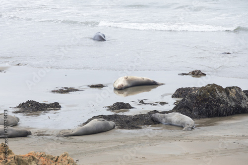 Elephant seals laying on a sand beach © Martina