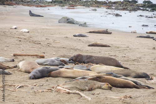 Elephant seals laying on a sand beach 