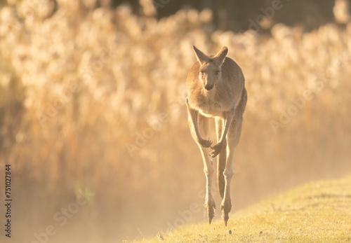 The eastern grey kangaroo (Macropus giganteus) on a sunlite foggey day.