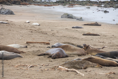 Elephant seals laying on a sand beach