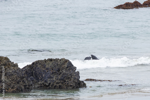 Elephant seals in the ocean and waves breaking on rocks 